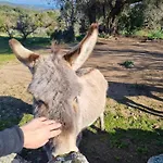 Agliuledda Sara&luigi Bed & Breakfast Sant'Antonio di Gallura
