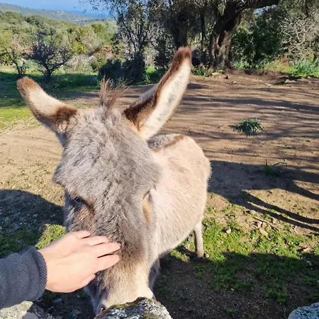 Agliuledda Sara&luigi Bed & Breakfast Sant'Antonio di Gallura
